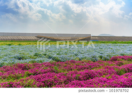 鋪滿花海的三色地毯 鋪滿花海的三色地毯 101978702