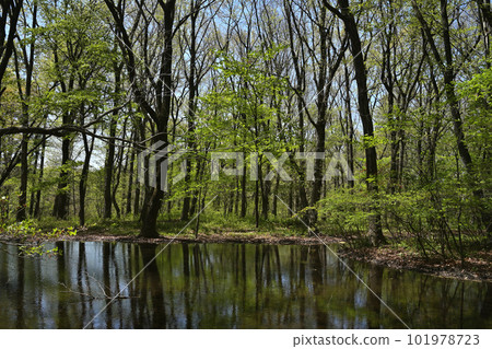 Forest pond Forest pond 101978723