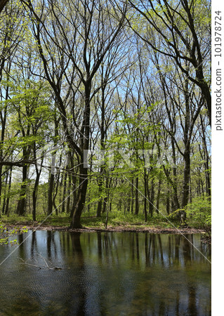 Forest pond 101978724