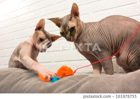 Two Canadian Sphynx cats are playing with an orange string toy for pets at home. 101978755