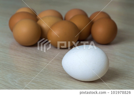 Big white egg and group of yellow eggs on kitchen table light background. Healthy organic food, delicious meal, cholesterol and diet concept. 101978826