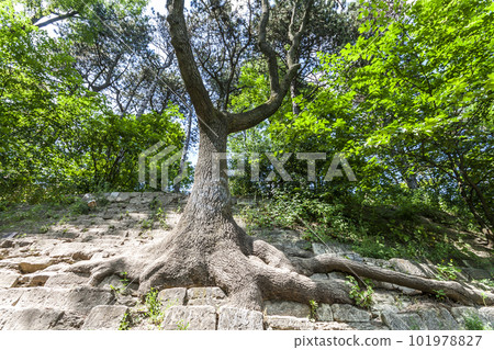 Big roots of an old tree on the stones. Beauty in nature. 101978827