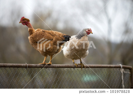 Big red brown hens outdoors sitting on wire fence on bright sunny day on blurred colorful summer copy space background. Farming of poultry, chicken meat and eggs production, healthy food concept. Big red brown hens outdoors sitting on wire fence on bright sunny day on blurred colorful summer copy space background. Farming of poultry, chicken meat and eggs production, healthy food concept. 101978828