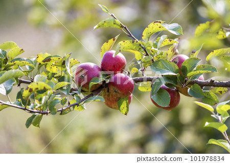 Big nice apples ripening on apple tree in sunny orchard garden on blurred green background. 101978834
