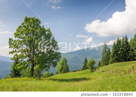 Big green tree standing on grass meadow in mountains 101978843