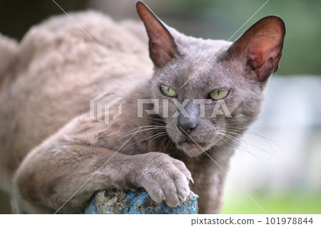 Big gray angry looking Sphinx breed stray cat resting on steet outdoors in summer Big gray angry looking Sphinx breed stray cat resting on steet outdoors in summer 101978844