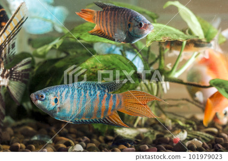 Aquarium fish is swimming in the water with green plants behind 101979023