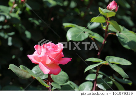  Pink rose flower 101979339