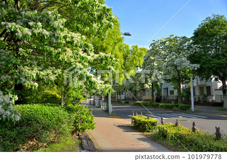 《Aichi Prefecture》Nagoya city scenery Namjamonja tree-lined road near the Nagoya International Congress Center 《Aichi Prefecture》Nagoya city scenery Namjamonja tree-lined road near the Nagoya International Congress Center 101979778