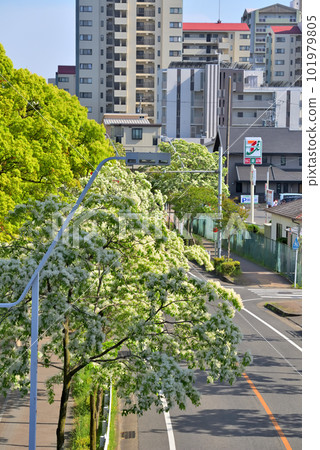 《愛知縣》名古屋市景 從名古屋國際會議中心附近的人行天橋看到的一排排樹木 101979805