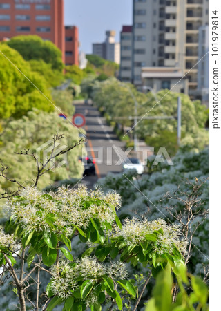 《愛知縣》名古屋市景 從名古屋國際會議中心附近的人行天橋看到的一排排樹木 《愛知縣》名古屋市景 從名古屋國際會議中心附近的人行天橋看到的一排排樹木 101979814