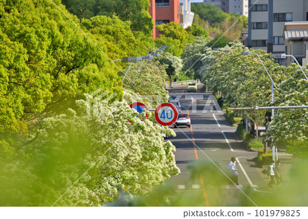 《愛知縣》名古屋市景 從名古屋國際會議中心附近的人行天橋看到的一排排樹木 101979825