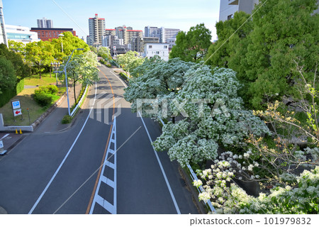 《愛知縣》名古屋市景 從名古屋國際會議中心附近的人行天橋看到的一排排樹木 101979832