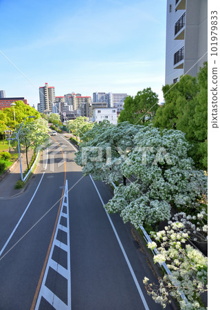 《愛知縣》名古屋市景 從名古屋國際會議中心附近的人行天橋看到的一排排樹木 101979833