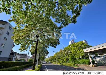 《Aichi Prefecture》Nagoya city scenery Namjamonja tree-lined road near the Nagoya International Congress Center 《Aichi Prefecture》Nagoya city scenery Namjamonja tree-lined road near the Nagoya International Congress Center 101979845