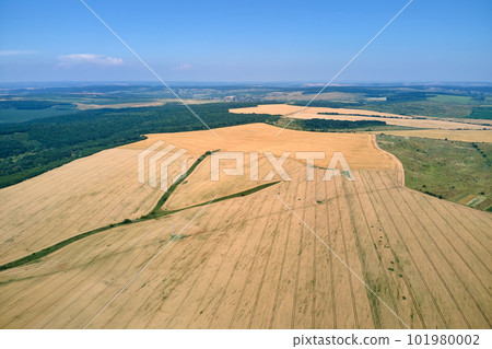 Aerial landscape view of yellow cultivated agricultural field with ripe wheat on bright summer day 101980002