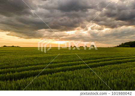 Aerial landscape view of green cultivated agricultural fields with growing crops on bright summer evening. Aerial landscape view of green cultivated agricultural fields with growing crops on bright summer evening. 101980042