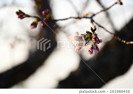 Tokoyama Park dyed pink in spring 101980438