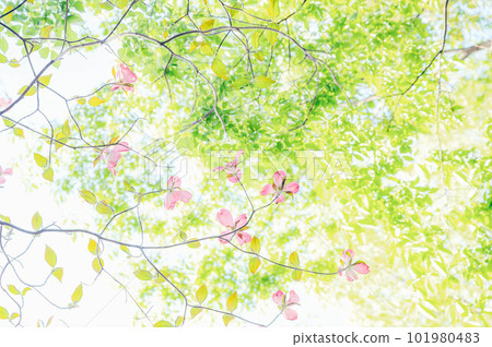 Spring dogwood and zelkova Spring dogwood and zelkova 101980483