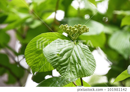 Viburnum buds and young leaves in spring park 101981142
