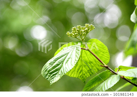 Viburnum buds and young leaves in spring park Viburnum buds and young leaves in spring park 101981143