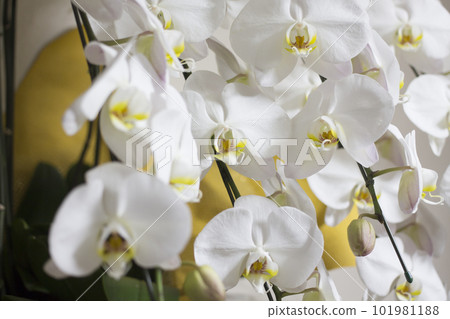 Phalaenopsis orchid Phalaenopsis orchid 101981188