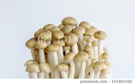 Shimeji mushrooms on white. Shimeji mushrooms on white. 101982500
