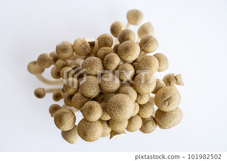 Shimeji mushrooms on white. 101982502