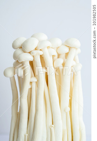 Enokitake mushrooms on white. 101982505
