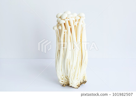 Enokitake mushrooms on white. Enokitake mushrooms on white. 101982507