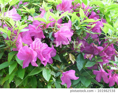 映山紅 映山紅 101982538