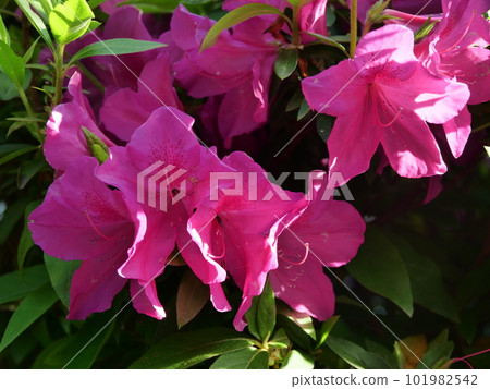 映山紅 映山紅 101982542