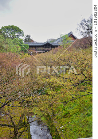 京都雨中的東福寺 101982804