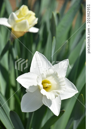 White trumpet daffodils glistening in the early spring sunshine White trumpet daffodils glistening in the early spring sunshine 101982951