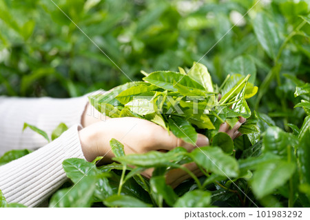 Tea picking at hand Tea picking at hand 101983292