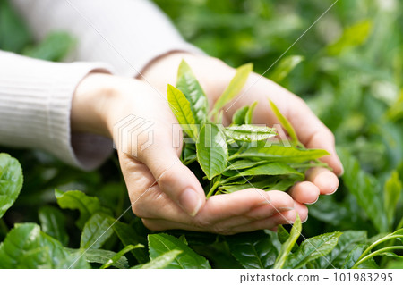 Tea picking at hand 101983295