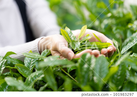 手邊採茶 101983297