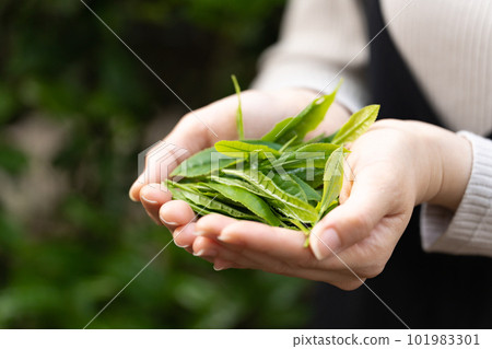 手邊採茶 101983301