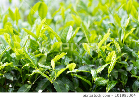 茶葉茶葉 茶葉茶葉 101983304