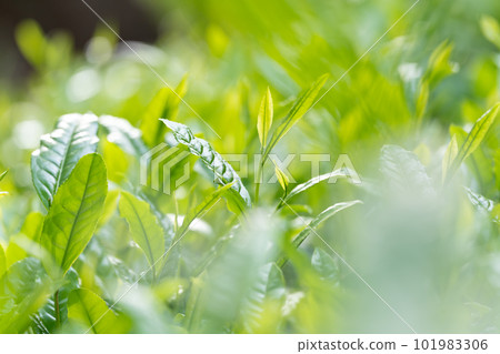 茶葉茶葉 101983306