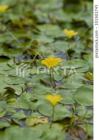 Nymphoides 毛皮的黃色花朵在池塘的水面上綻放。學名是Nymphoides peltata。 Nymphoides 毛皮的黃色花朵在池塘的水面上綻放。學名是Nymphoides peltata。 101983745