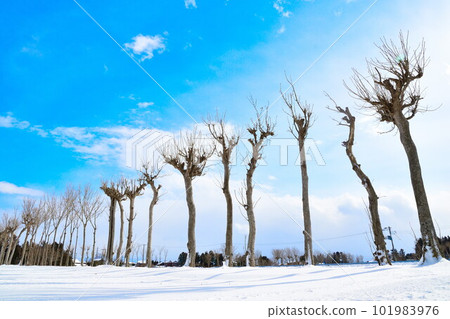 冬季夏井的 Hasagi(新潟縣) 冬季夏井的 Hasagi(新潟縣) 101983976