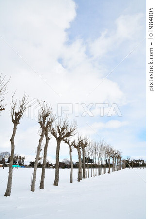 Hasagi in Natsui in winter (Niigata Prefecture) 101984005