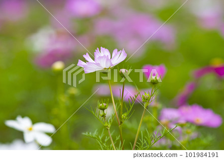 波斯菊在波斯菊領域盛開。 101984191