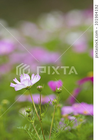 波斯菊在波斯菊領域盛開。 101984192
