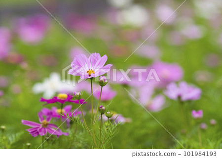 波斯菊在波斯菊領域盛開。 波斯菊在波斯菊領域盛開。 101984193