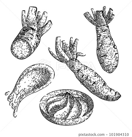 wasabi green set sketch hand drawn vector 101984310