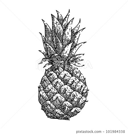 pineapple fruit sketch hand drawn vector 101984338