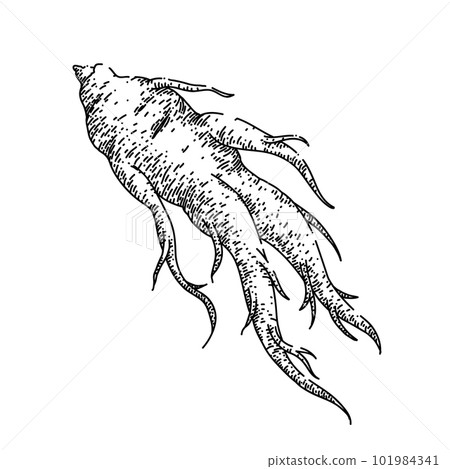 ginseng root medicine sketch hand drawn vector 101984341