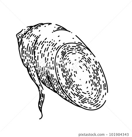 ginseng root cut sketch hand drawn vector ginseng root cut sketch hand drawn vector 101984343